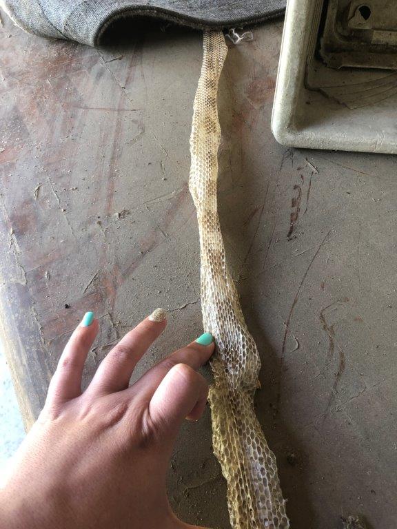 Fort Myers snake skin